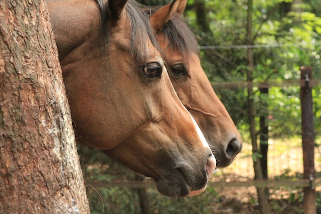 Hint & Whizzy Hint & Whizzy